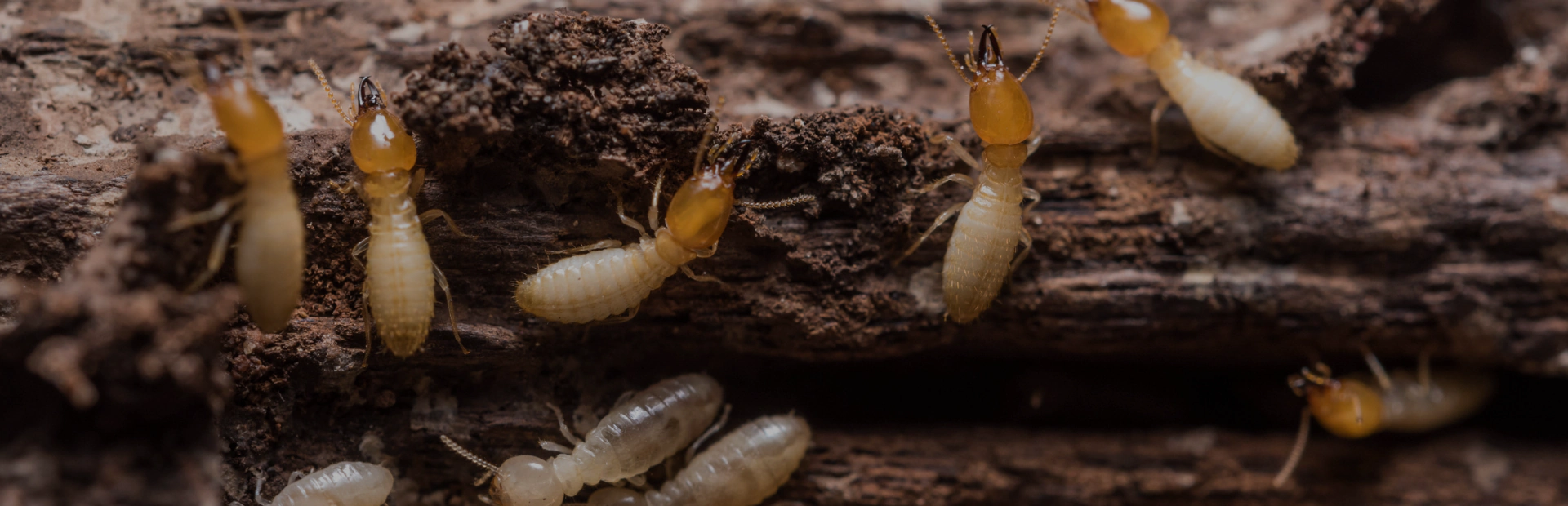 termite control breadcrumb hero